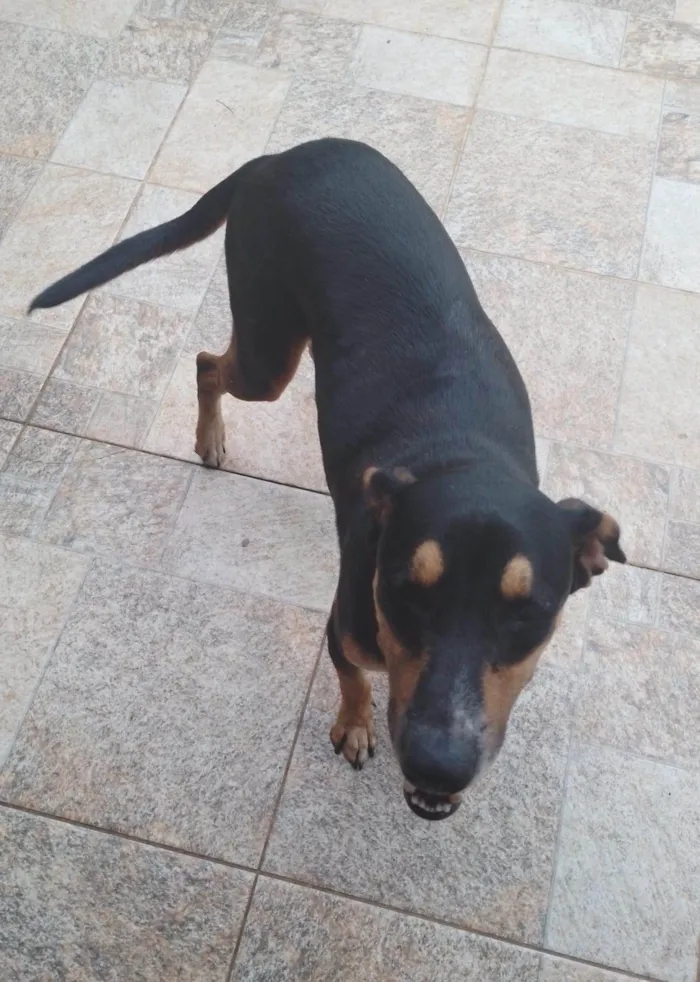 Cachorro ra a SRD-ViraLata idade 1 ano nome Bibi