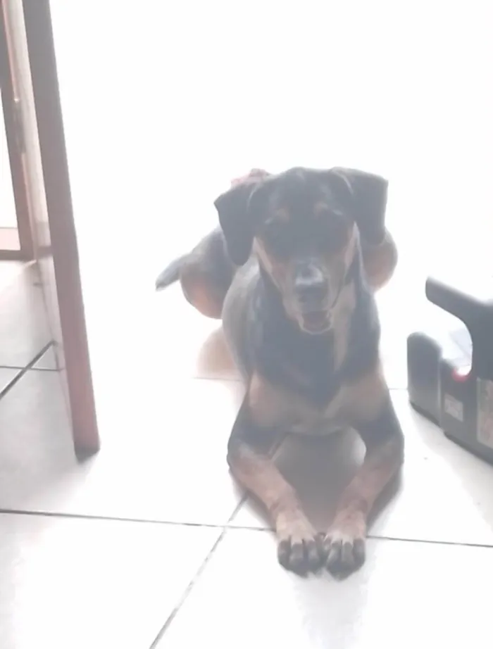 Cachorro ra a SRD-ViraLata idade 1 ano nome Bibi