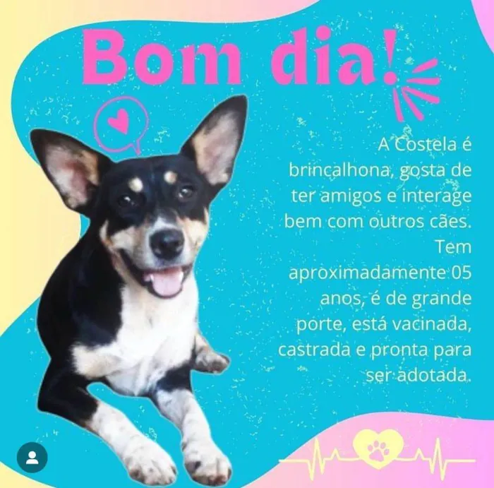 Cachorro ra a SRD-ViraLata idade 5 anos nome Costela