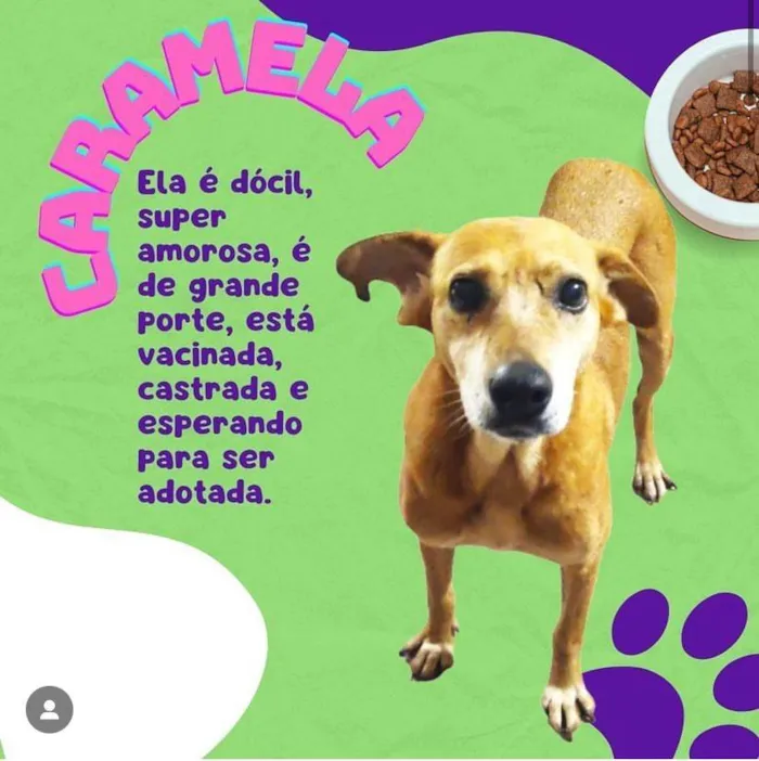 Cachorro ra a SRD-ViraLata idade 3 anos nome Caramela