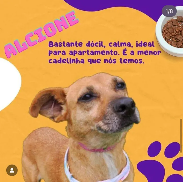 Cachorro ra a SRD-ViraLata idade 4 anos nome Alcione