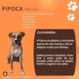 Pipoca