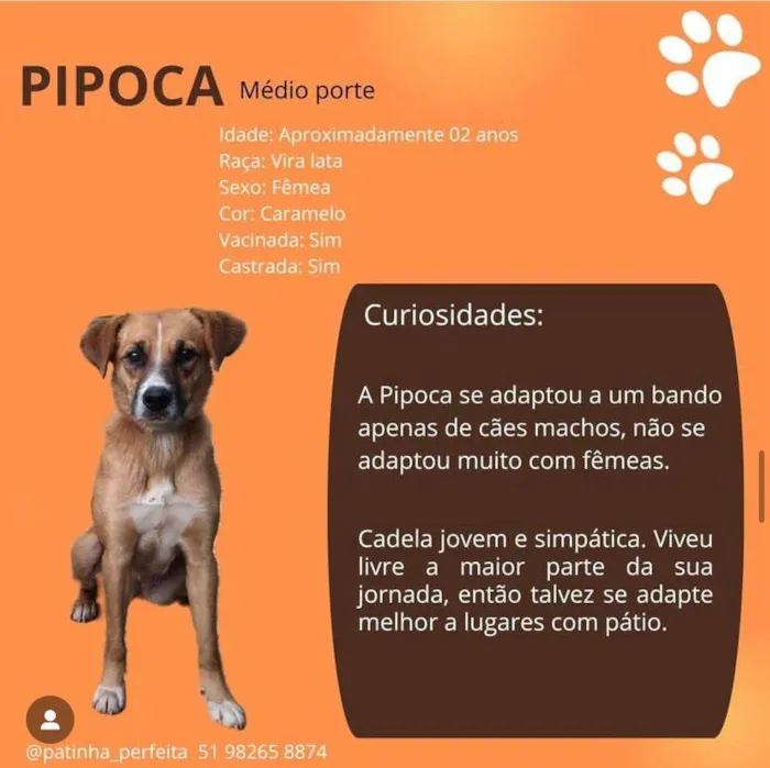 Cachorro ra a SRD-ViraLata idade 2 anos nome Pipoca