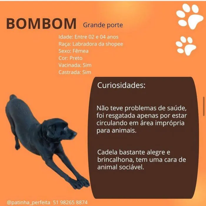 Cachorro ra a SRD-ViraLata idade 3 anos nome Bombom