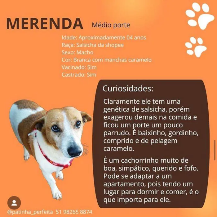 Cachorro ra a SRD-ViraLata idade 4 anos nome Merenda