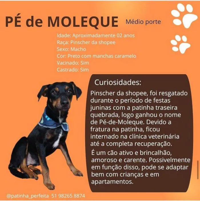 Cachorro ra a SRD-ViraLata idade 2 anos nome Pé de Moleque