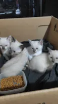 Gatinhos bebês