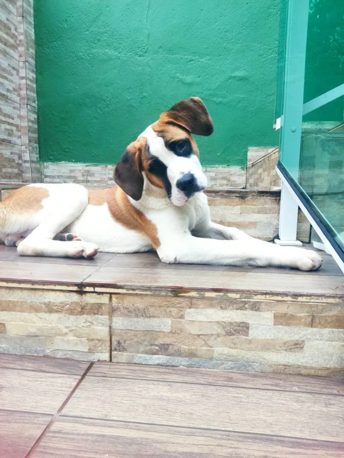 Cachorro ra a São Bernardo idade 7 a 11 meses nome Frodo