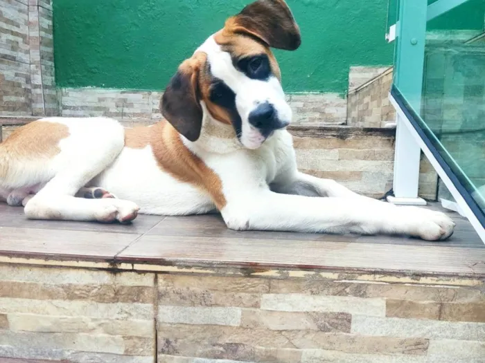 Cachorro ra a São Bernardo idade 7 a 11 meses nome Frodo