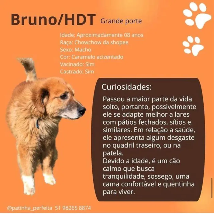 Cachorro ra a SRD-ViraLata idade 6 ou mais anos nome Bruno