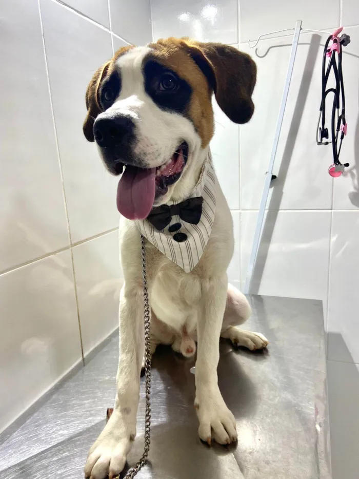 Cachorro ra a São Bernardo idade 7 a 11 meses nome Frodo