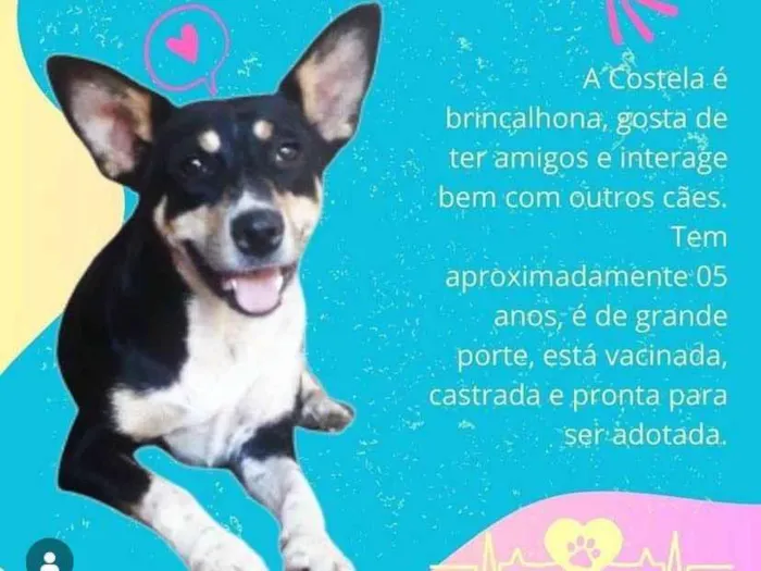 Cachorro ra a SRD-ViraLata idade 5 anos nome Costela