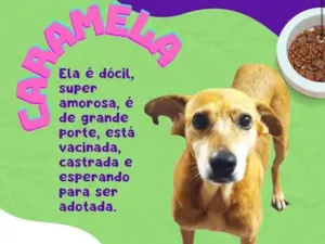 Cachorro raça SRD-ViraLata idade 3 anos nome Caramela