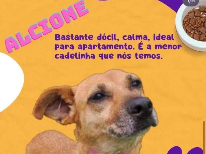 Cachorro ra a SRD-ViraLata idade 4 anos nome Alcione