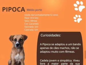 Cachorro raça SRD-ViraLata idade 2 anos nome Pipoca