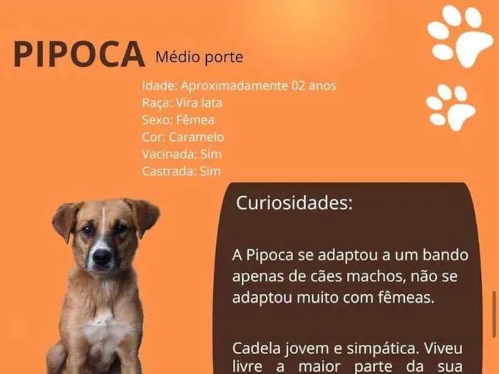 Cachorro ra a SRD-ViraLata idade 2 anos nome Pipoca