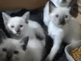 Gatinhos bebês
