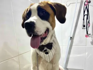 Cachorro raça São Bernardo idade 7 a 11 meses nome Frodo