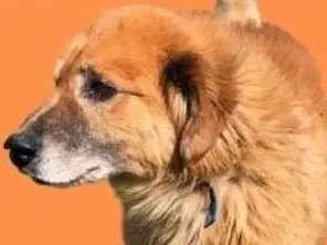 Cachorro raça SRD-ViraLata idade 6 ou mais anos nome Bruno