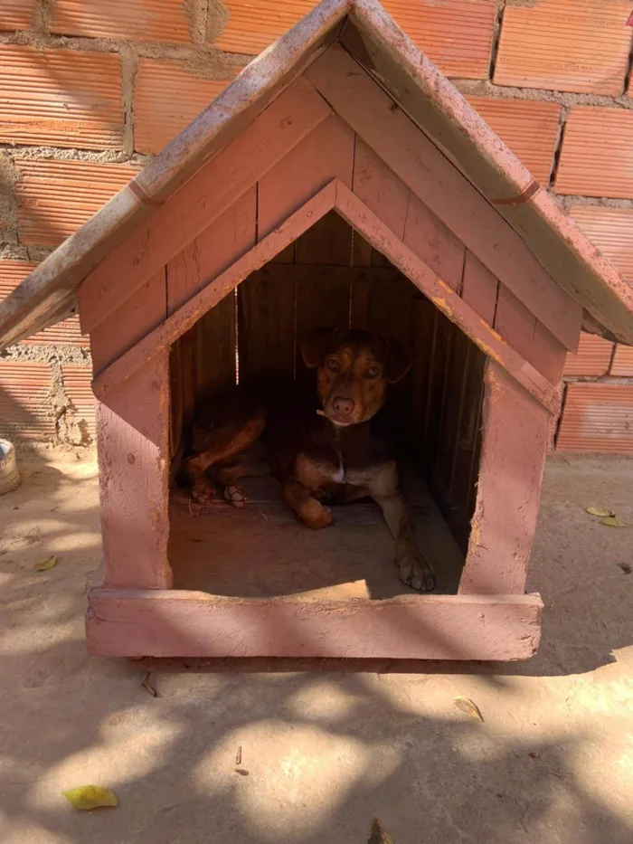 Cachorro ra a SRD-ViraLata idade 2 anos nome Mel