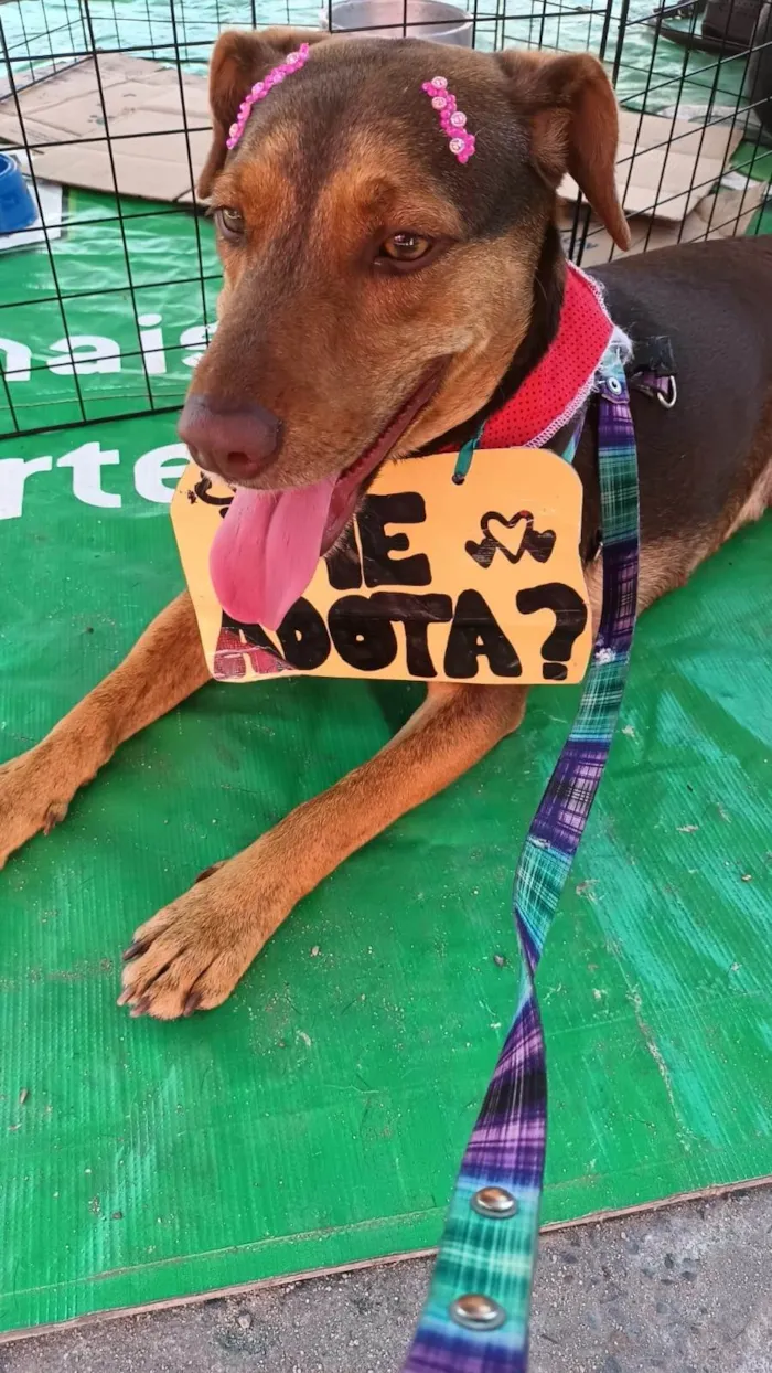 Cachorro ra a SRD-ViraLata idade 2 anos nome Mel