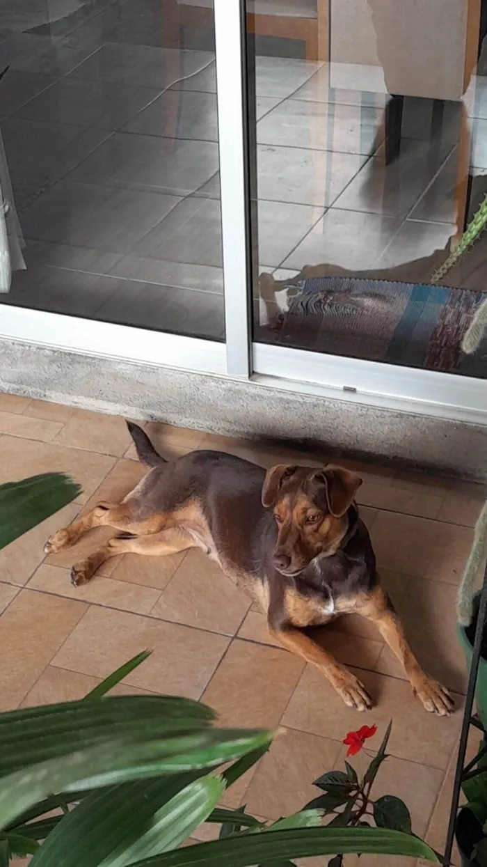 Cachorro ra a SRD-ViraLata idade 2 anos nome Mel