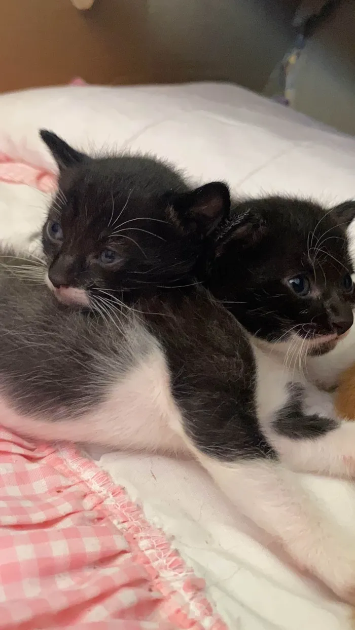 Gato ra a vira lata idade Abaixo de 2 meses nome Sem nome