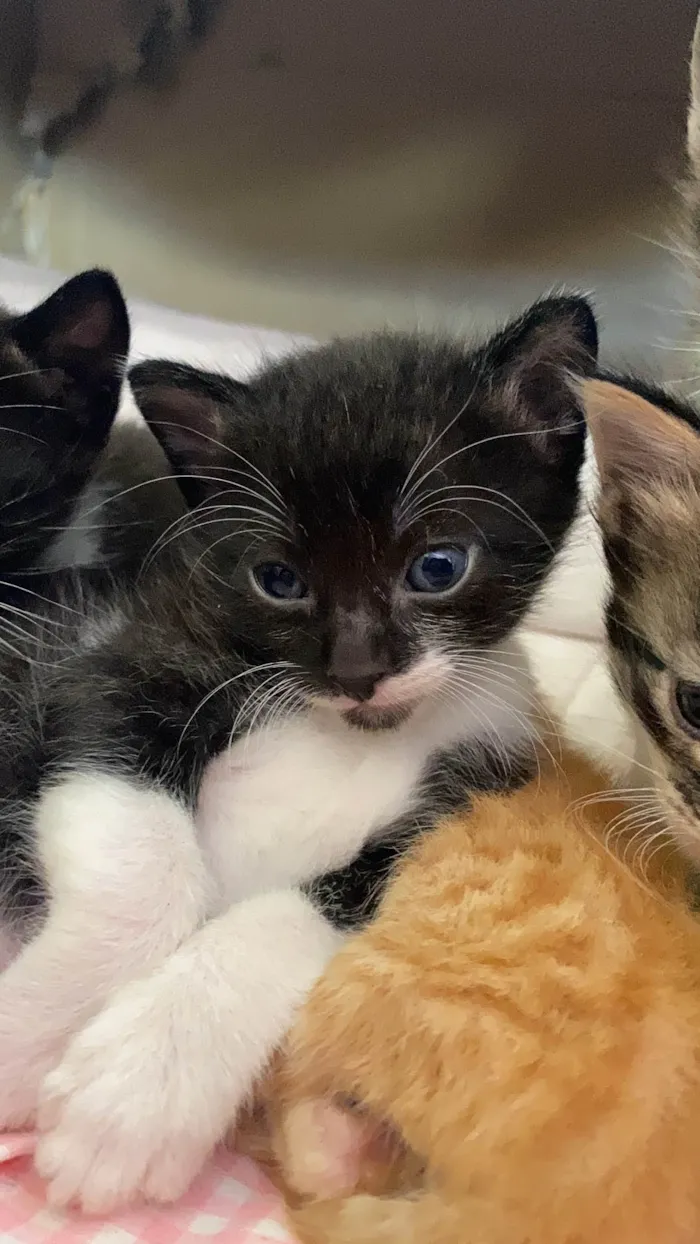 Gato ra a vira lata idade Abaixo de 2 meses nome Sem nome