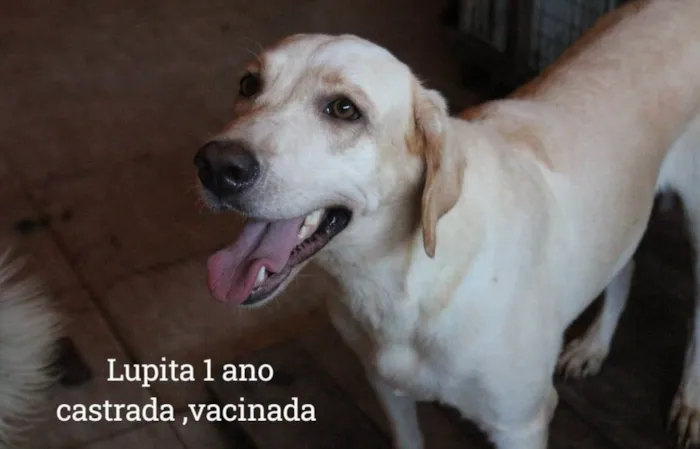 Cachorro ra a Labrador idade 3 anos nome Lupita