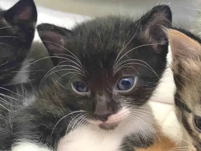 Gato ra a vira lata idade Abaixo de 2 meses nome Sem nome