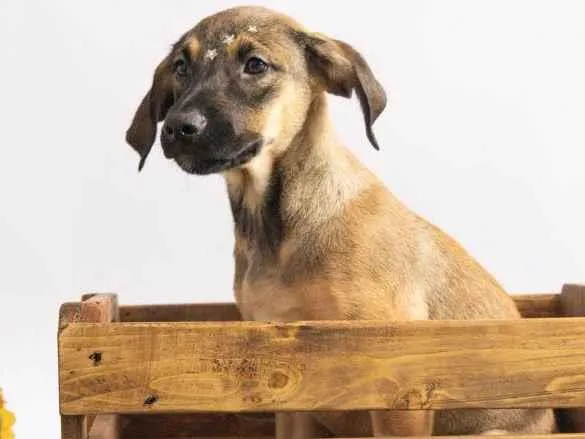 Cachorro ra a SRD-ViraLata idade 2 a 6 meses nome Pedrita