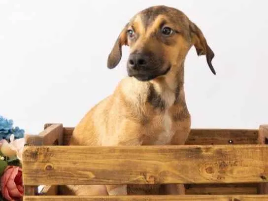 Cachorro ra a SRD-ViraLata idade 2 a 6 meses nome Tico