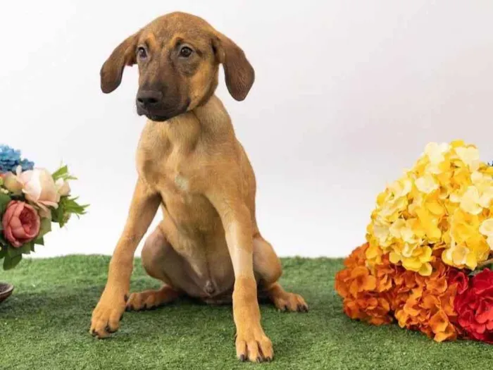 Cachorro ra a SRD-ViraLata idade 2 a 6 meses nome Teco 