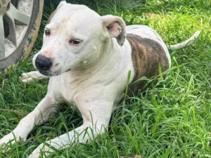 Cachorro raça Pit-Bull idade 2 anos nome Theo 