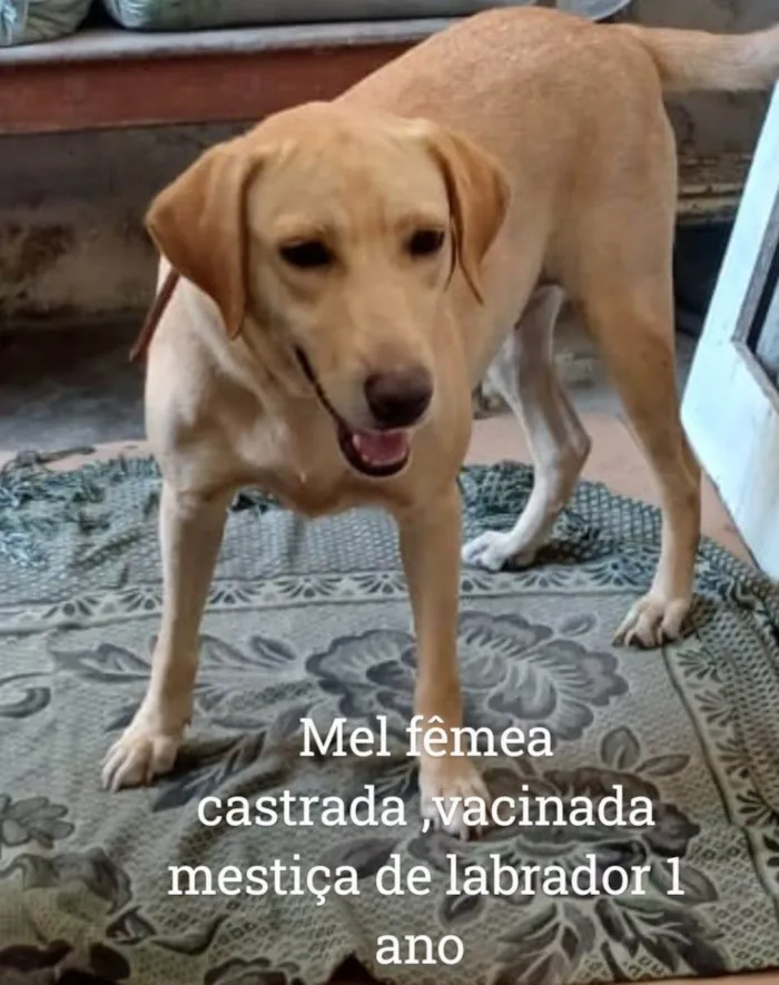 Cachorro ra a Labrador idade 1 ano nome Mel