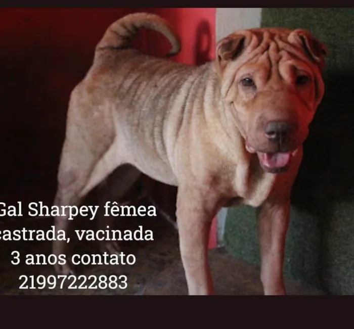 Cachorro ra a Sharpei  idade 4 anos nome Gal