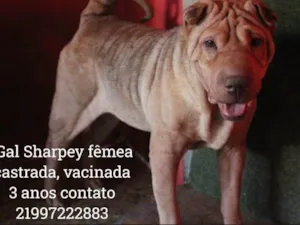 Cachorro raça Sharpei  idade 4 anos nome Gal