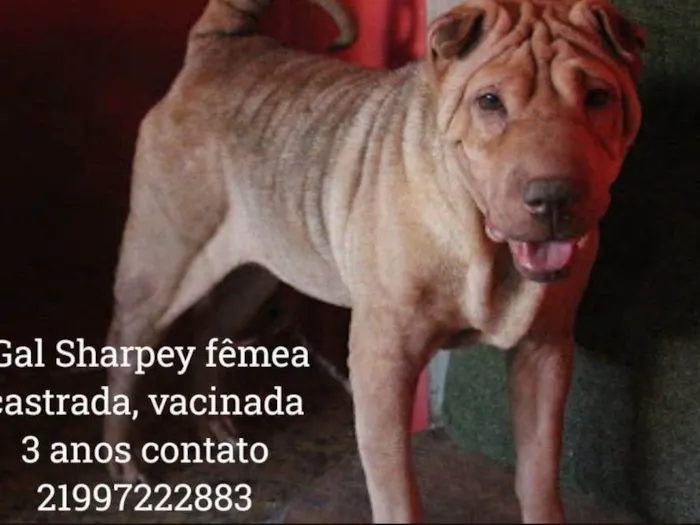 Cachorro ra a Sharpei  idade 4 anos nome Gal