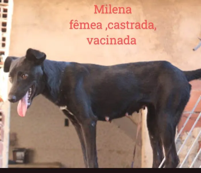 Cachorro ra a SRD-ViraLata idade 2 anos nome Milena