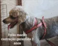 Fofão 