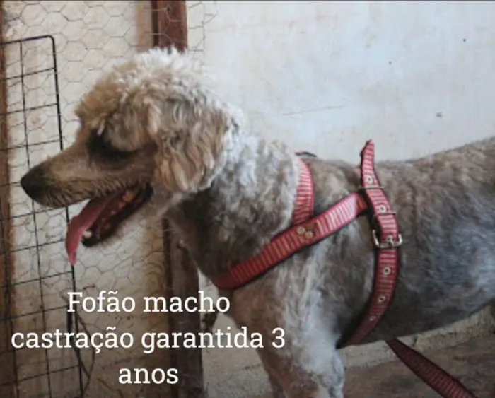 Cachorro ra a Poodle idade 2 anos nome Fofão 