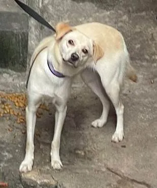 Cachorro ra a SRD-ViraLata idade 7 a 11 meses nome Lua Meiga