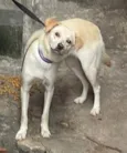 Lua Meiga