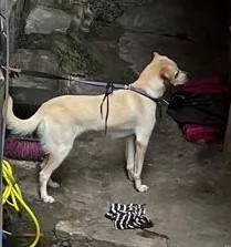 Cachorro ra a SRD-ViraLata idade 7 a 11 meses nome Lua Meiga