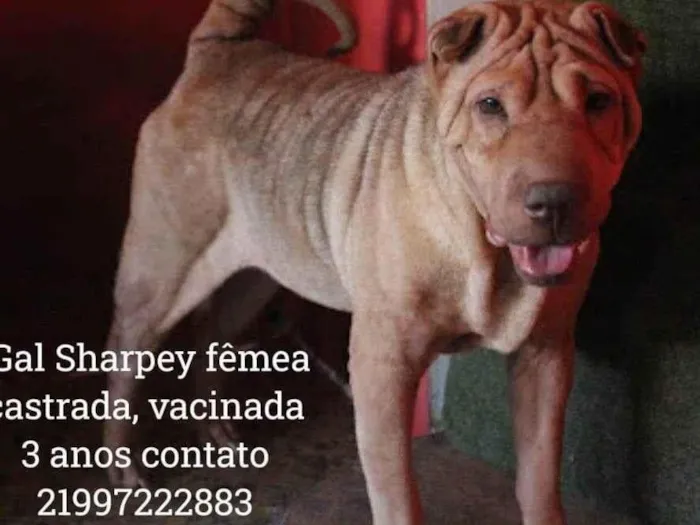 Cachorro ra a Sharpei  idade 4 anos nome Gal