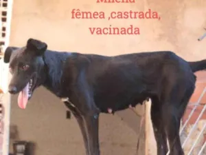 Cachorro raça SRD-ViraLata idade 2 anos nome Milena