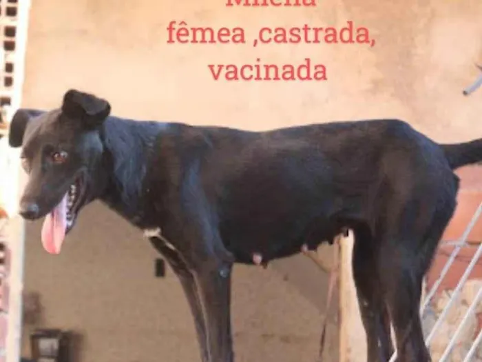 Cachorro ra a SRD-ViraLata idade 2 anos nome Milena