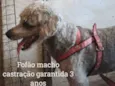 Fofão 