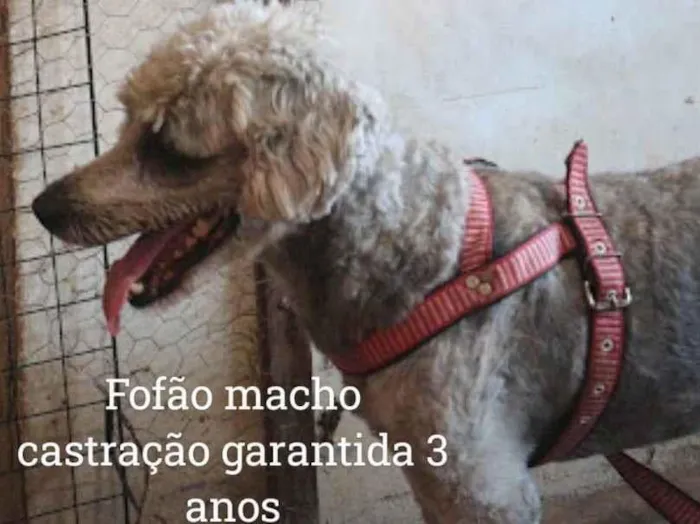Cachorro ra a Poodle idade 3 anos nome Fofão 