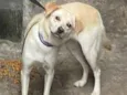 Lua Meiga